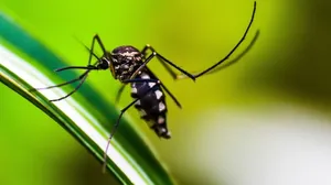 Dengue: Jacareí registra mais 23 mortes pela doença em 2024