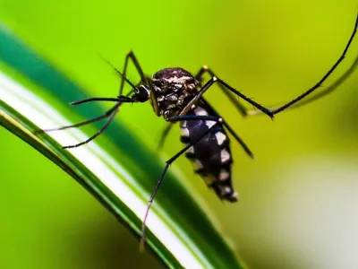 Brasil registra 1.078 mortes por dengue desde o início do ano