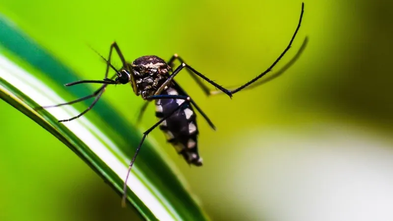 Prefeitura de São Paulo decreta estado de emergência para dengue