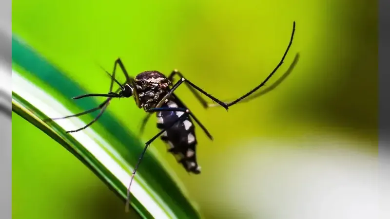 MG é o estado com mais registros confirmados de chikungunya no país