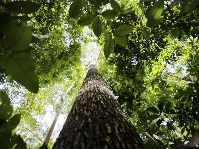 Na COP 29, CNA defenderá importância do agro para segurança alimentar e climática