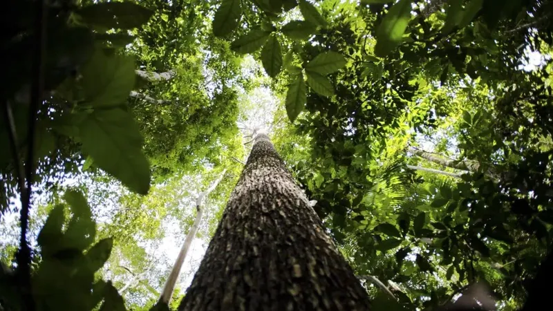 Na COP 29, CNA defenderá importância do agro para segurança alimentar e climática