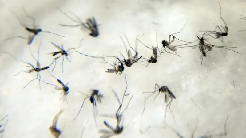 Brasil tem recorde no nº de casos de dengue, com mais de 1,8 milhão de registros