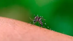 Região do Vale do Paraíba chega a 93 mortes por dengue em 2024