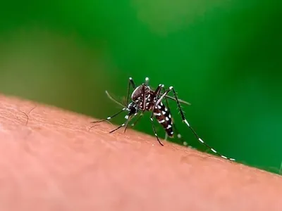 Espírito Santo do Pinhal confirma 3ª morte por dengue neste ano