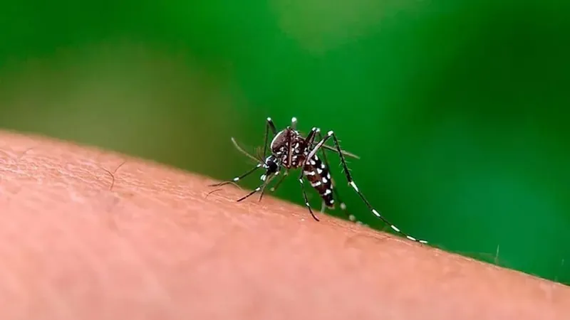 Mosquito Aedes aegypti, transmissor da dengue 