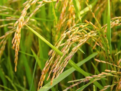 Boletim Agro+: MPs para conter escassez de arroz começam a valer