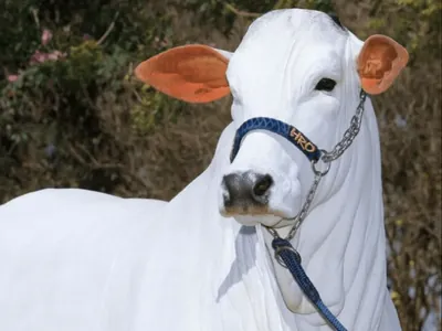 Haja coração: Galvão vende prenhez de vaca milionária por R$ 3 milhões 