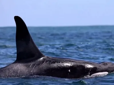 Orcas são flagradas por mergulhador no sul de Ilhabela (SP): "Presente de Natal"