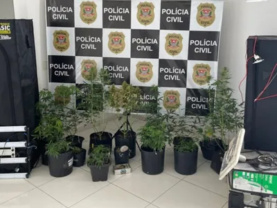 Policiais descobrem três estufas com pés de maconha dentro de uma casa em Tupã
