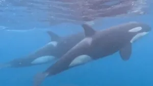 Grupo de orcas é avistado em arquipélago de São Sebastião, veja vídeo