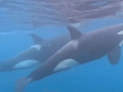 Grupo de orcas é avistado em arquipélago de São Sebastião, veja vídeo