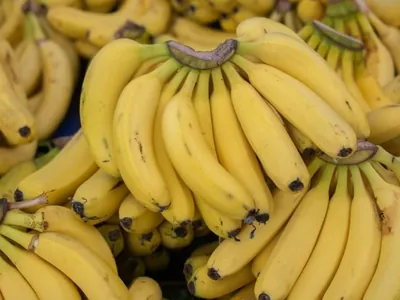 Produtores de banana conquistam altas produtividades em Goiás; assista