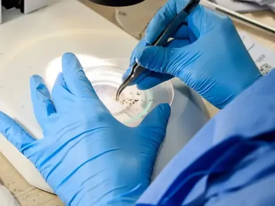 Modificado em laboratório, “mosquito do bem” é aposta contra a dengue no Rio