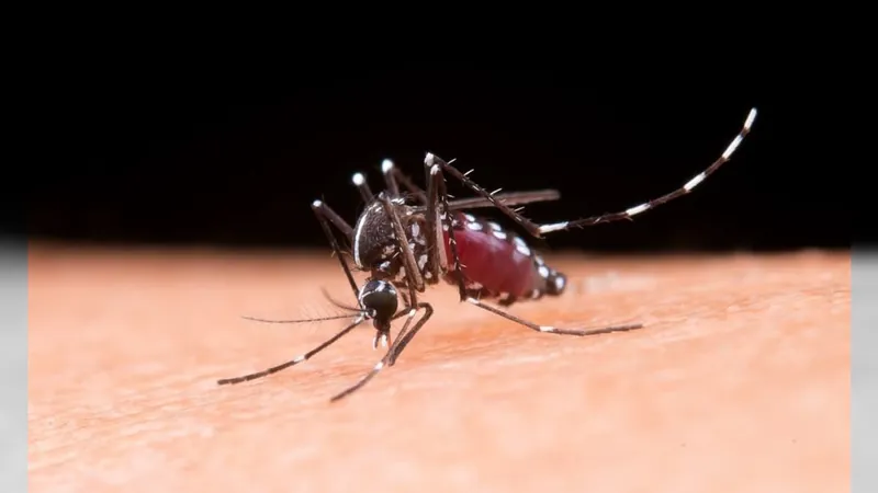 Minas Gerais acumula quase 1 milhão de casos prováveis de dengue