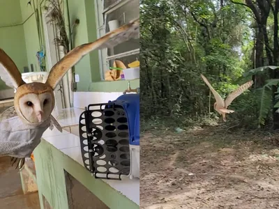 Coruja invade casa durante a noite e é resgatada pela GM de Americana