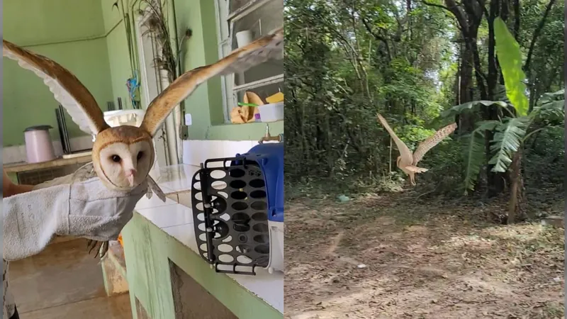 Coruja invade casa durante a noite e é resgatada pela GM de Americana