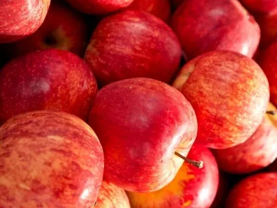 Safra de maçã tem produção menor e preço da fruta pode subir