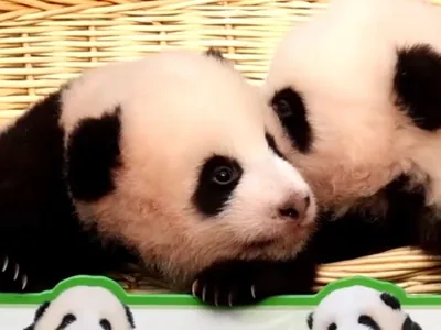 Pandas-gigantes: espécie é um dos maiores símbolos da China