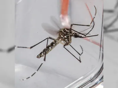 Minas Gerais soma mais de um milhão de casos prováveis de dengue
