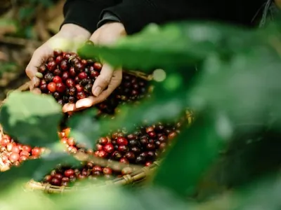 Crédito para produção de café na próxima safra é de R$ 6,8 bilhões
