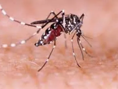 Vacinação contra dengue é ampliada para adolescentes de até 14 anos