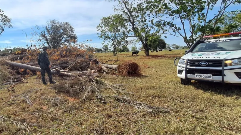 Foram cortadas 14 árvores na espécie Macaúba 