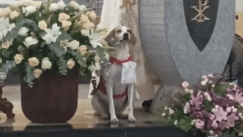 Cachorro é adotado por padre e vira 'Cãoroinha' para ajudar nas missas 