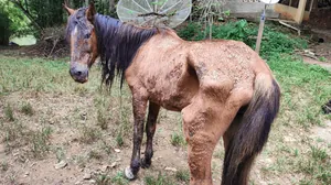 Mulher é autuada por maus-tratos a cavalo em São José dos Campos