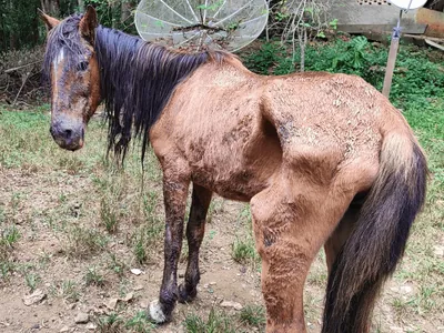 Mulher é autuada por maus-tratos a cavalo em São José dos Campos