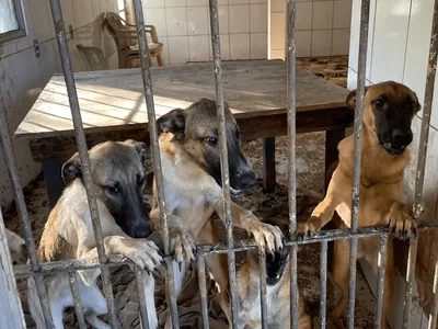Mulher é autuada por maus-tratos a cães em São José dos Campos