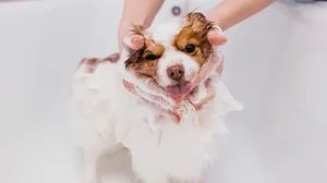 Banheiras para pets: como melhorar o momento de banho para o animal de estimação