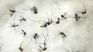 Jacareí registra mais seis mortes por dengue em 2024