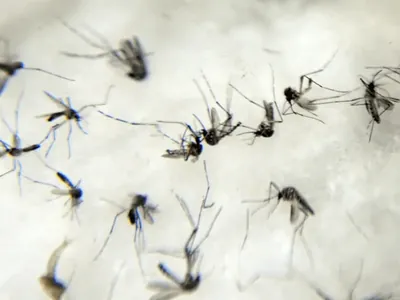 Nova onda de calor preocupa e pode aumentar casos de dengue