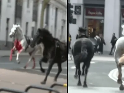 Cavalos fogem do palácio do rei da Inglaterra e saem correndo pelas ruas