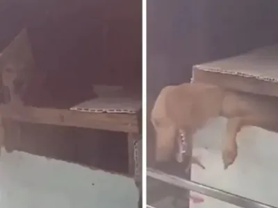 Cães são resgatados do bagageiro de ônibus que ia de Minas Gerais para Maranhão