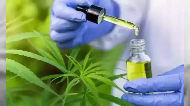 Minas Gerais pode ser o 16º estado a distribuir os remédios à base de cannabis no Brasil