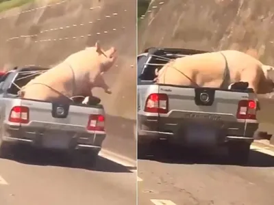 Vídeo mostra porco gigante amarrado em caçamba de caminhonete na Grande SP