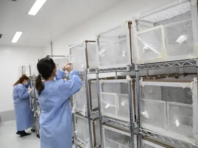 Biofábrica do método Wolbachia será inaugurada em Belo Horizonte