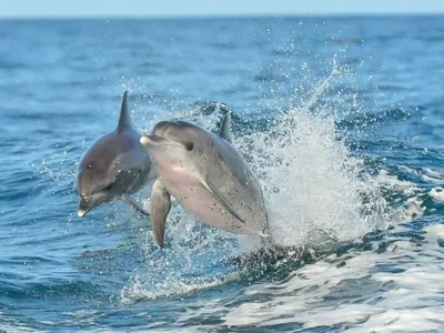 Turistas registram encontro com golfinhos em Ilhabela, no Litoral de SP