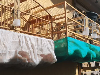 PM Ambiental resgata aves mantidas em cativeiro em Tremembé