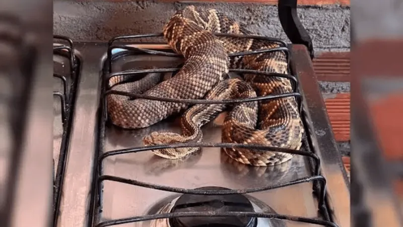Cobra é encontrada em cima do fogão de uma casa em Goiás