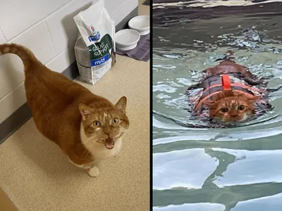 Gato faz natação para emagrecer em parque aquático de cachorros nos EUA