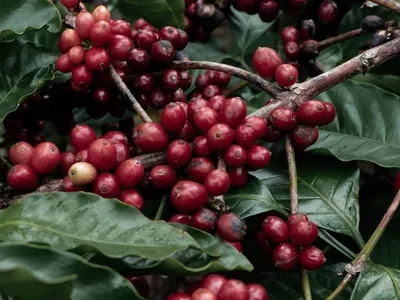 Preço do café robusta atinge novo recorde em abril