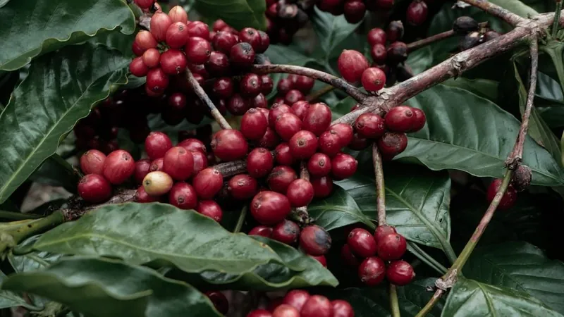 Onda intensa de frio pode deixar o café mais caro no Brasil