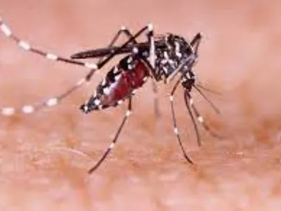 Rio Preto confirma duas mortes por dengue este ano