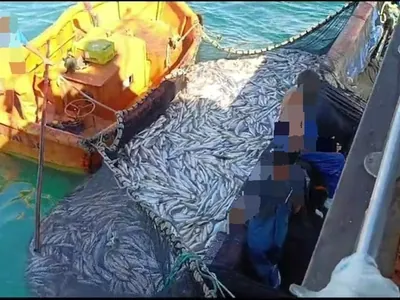 PM apreende mais de 33 toneladas de peixes em pesca ilegal, em Ubatuba