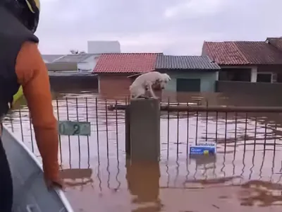 Mais de 3,5 mil animais foram resgatados nas enchentes no Rio Grande do Sul