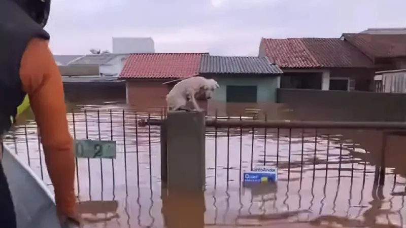 Animais resgatados nas enchentes no Rio Grande do Sul (RS)