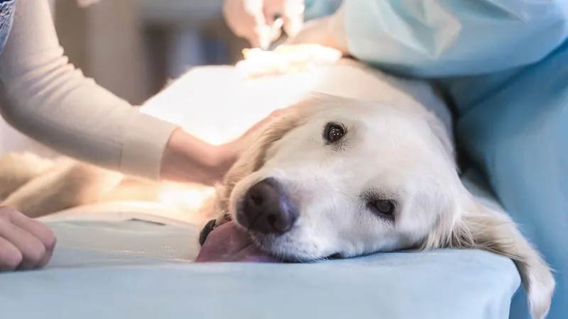 Campinas abre agenda para castração gratuita de cães e gatos; veja bairros